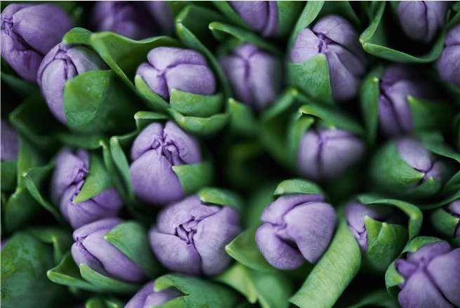 paarse tulpen