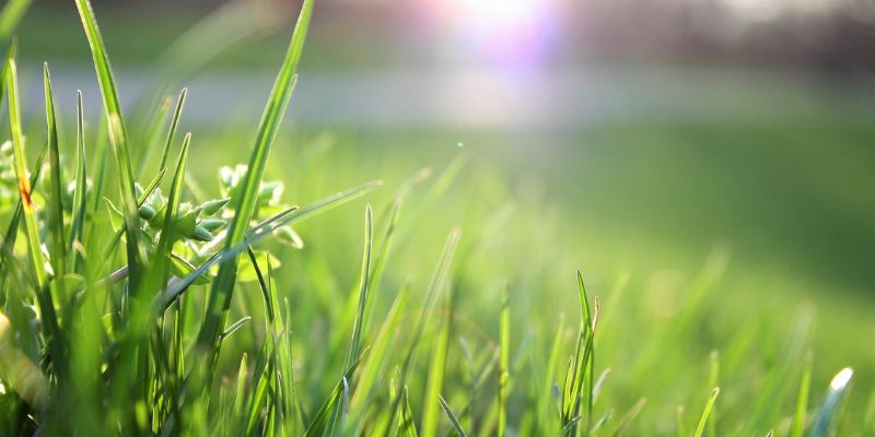 Gazononderhoud en grasmaaien voorjaar
