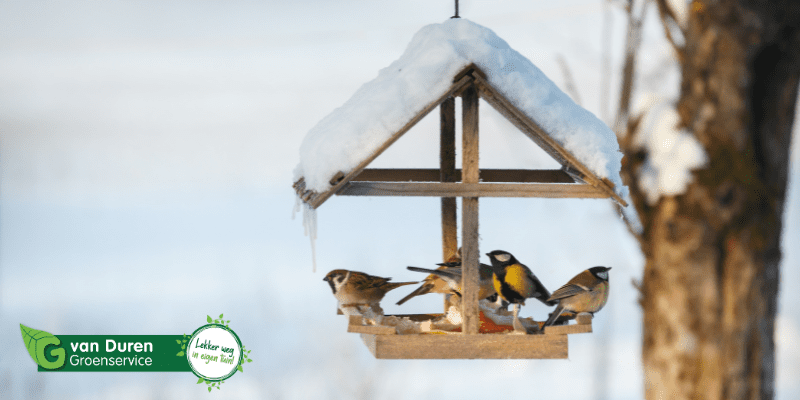 Vogels in de wintertuin