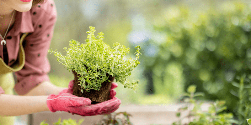 voordelen van een duurzame tuin en waarom je ervoor zou moeten kiezen