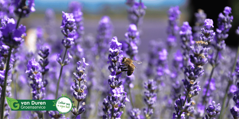 Kies de juiste planten voor bijen en vlinders zoals lavendel