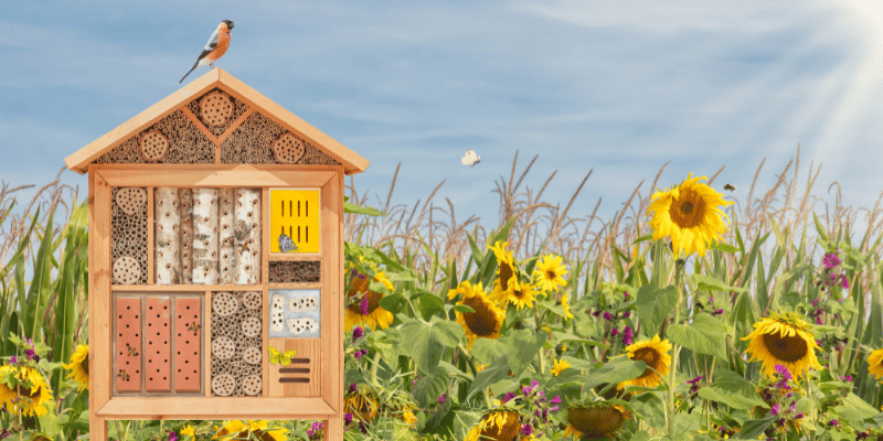 Maak van je tuin een paradijs voor bijen en vlinders Een stap-voor-stap gids