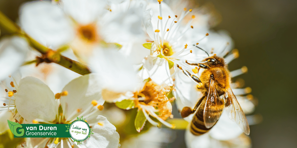 Waarom bijen en vlinders belangrijk zijn