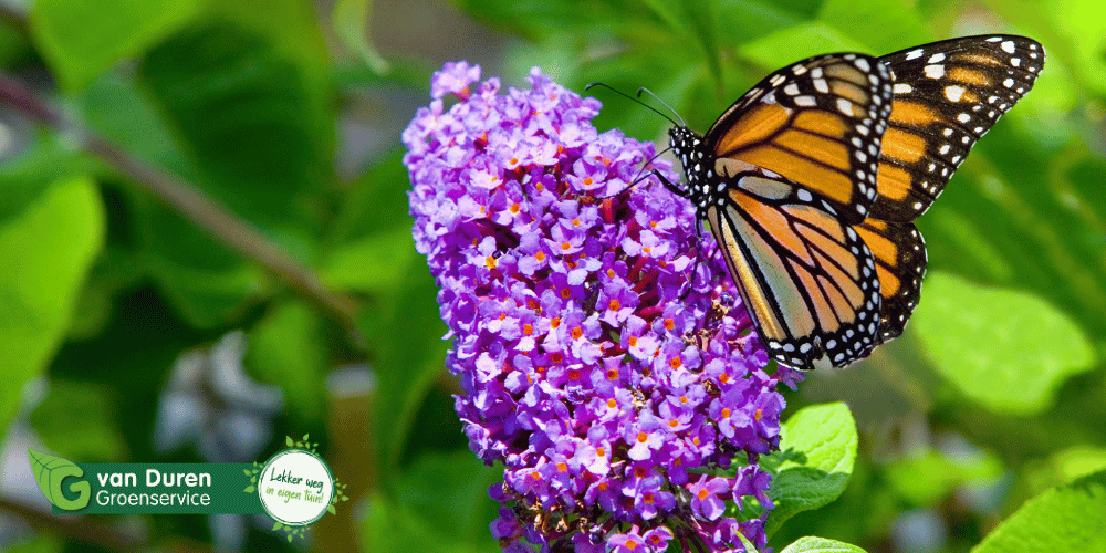 kenmerken van een bij- en vlindervriendelijke tuin